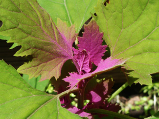 Chenopodium giganteum