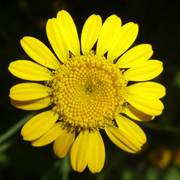 Anthemis tinctoria