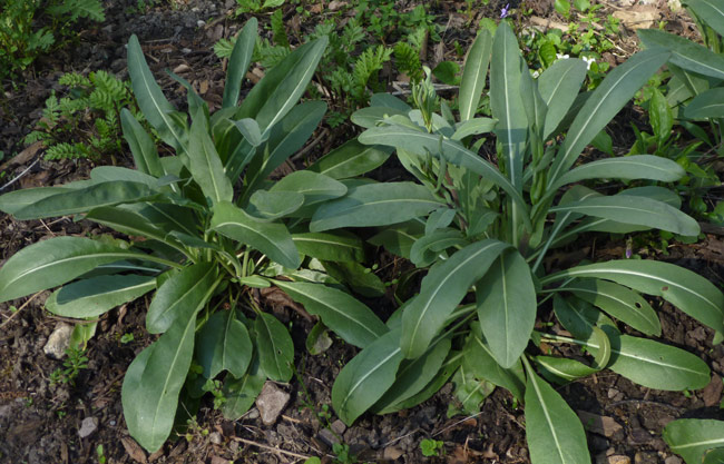 woad - Isatis tinctoria - 2nd year in april