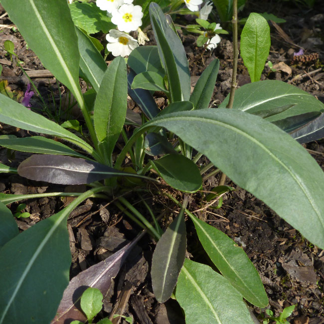 woad with dark leaves