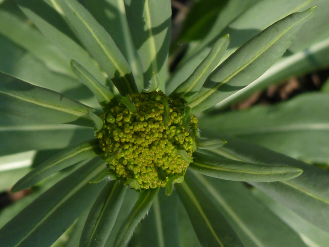 Woad bud, 2nd year